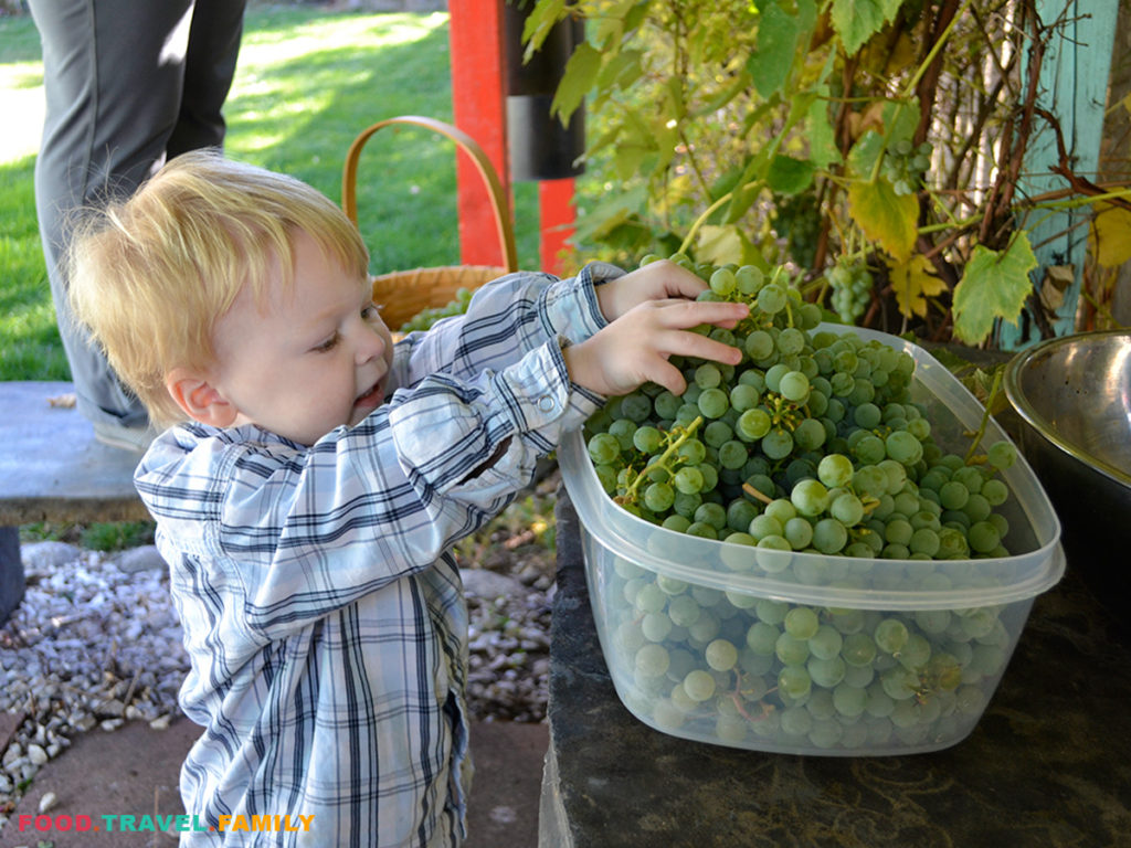 Grape Harvest Day