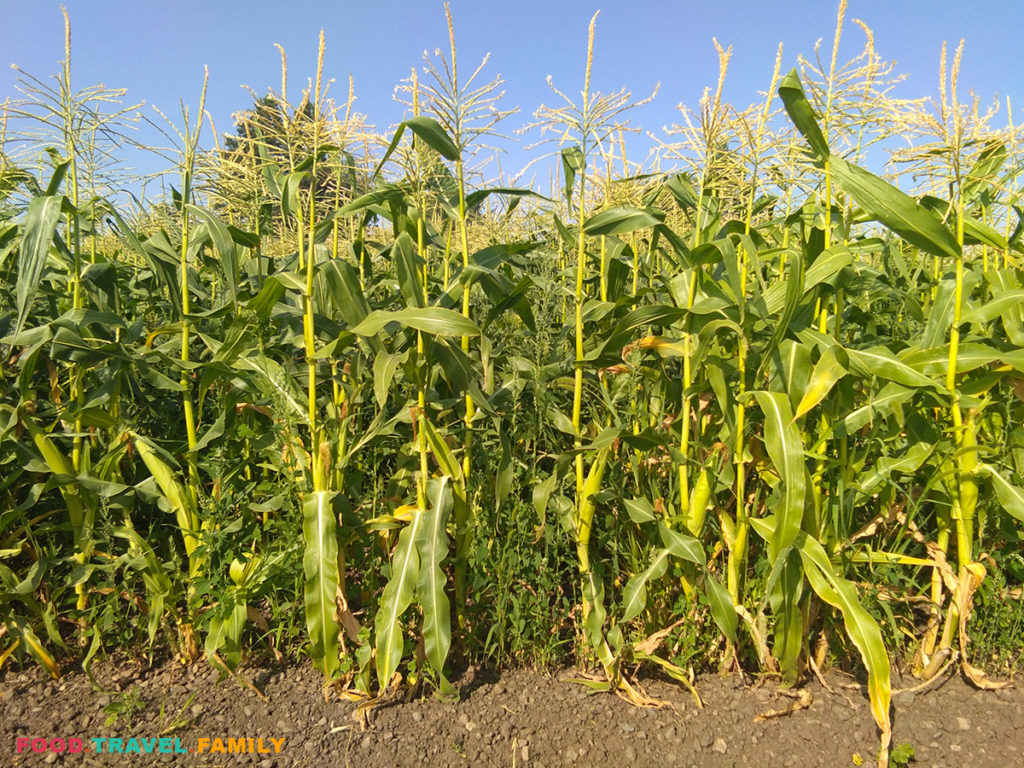 Delicious Sweet Corns Harvest