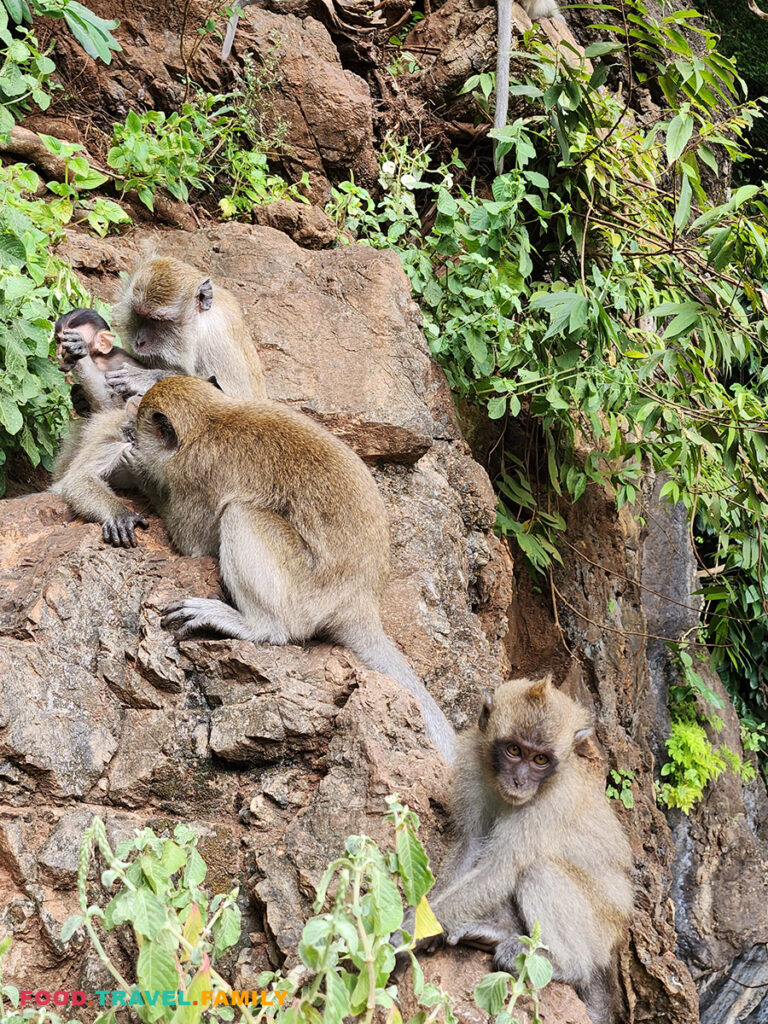 Monkeys on the lower ground of the temple